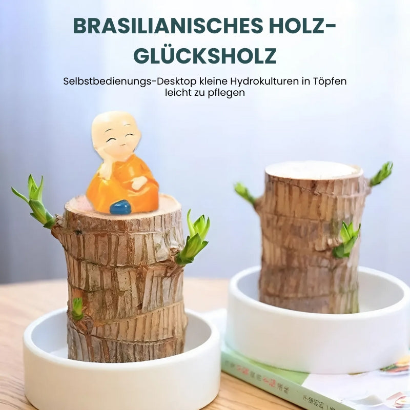 Braziliaans Gelukshout Kamerplant
