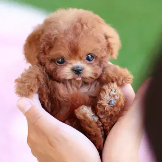 Ultra-realistische robot puppy knuffel De schattigste metgezel ooit!